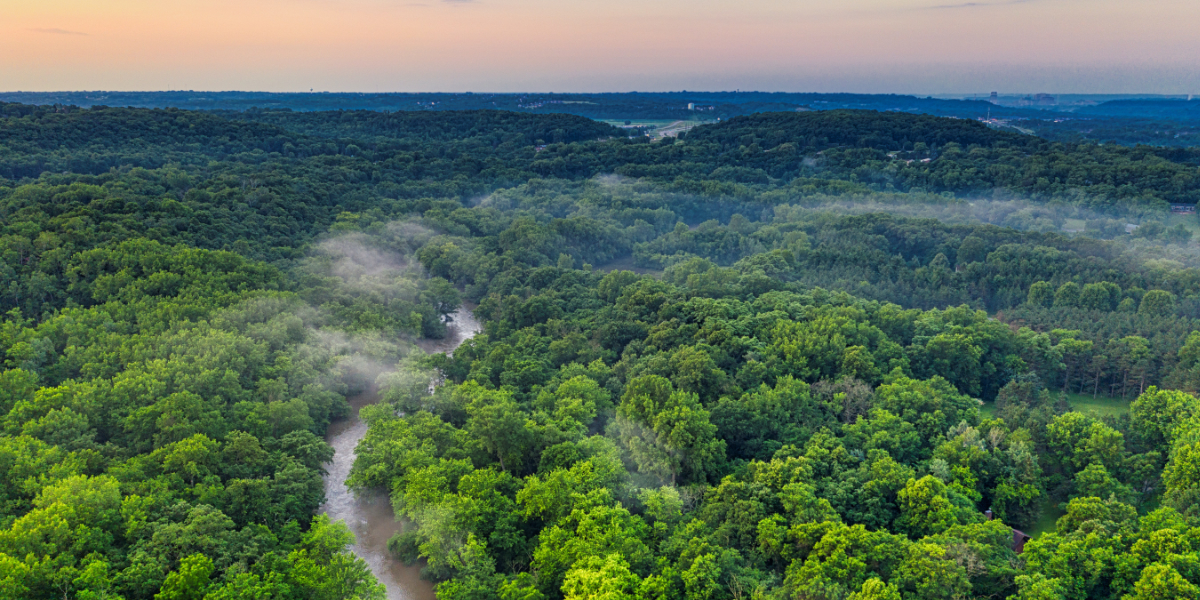 Amazon jungle