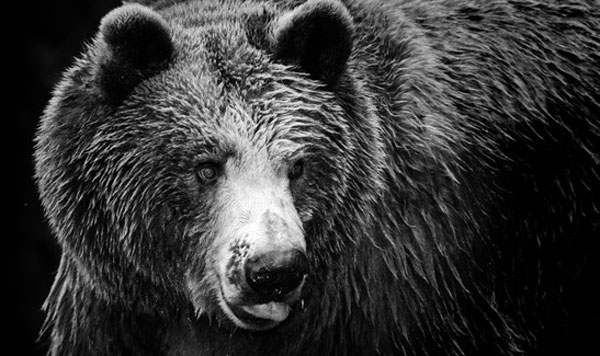 Bear market indicators