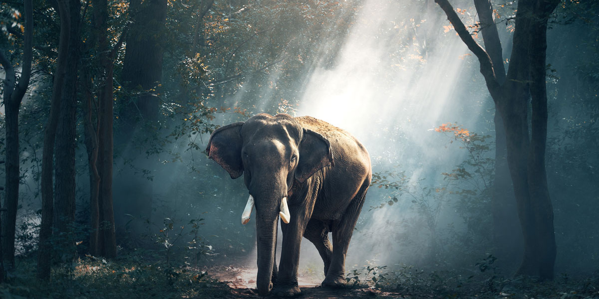 Elephant in the room