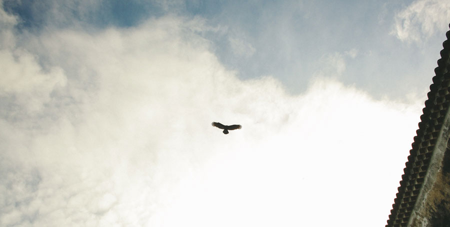 Hawk flying