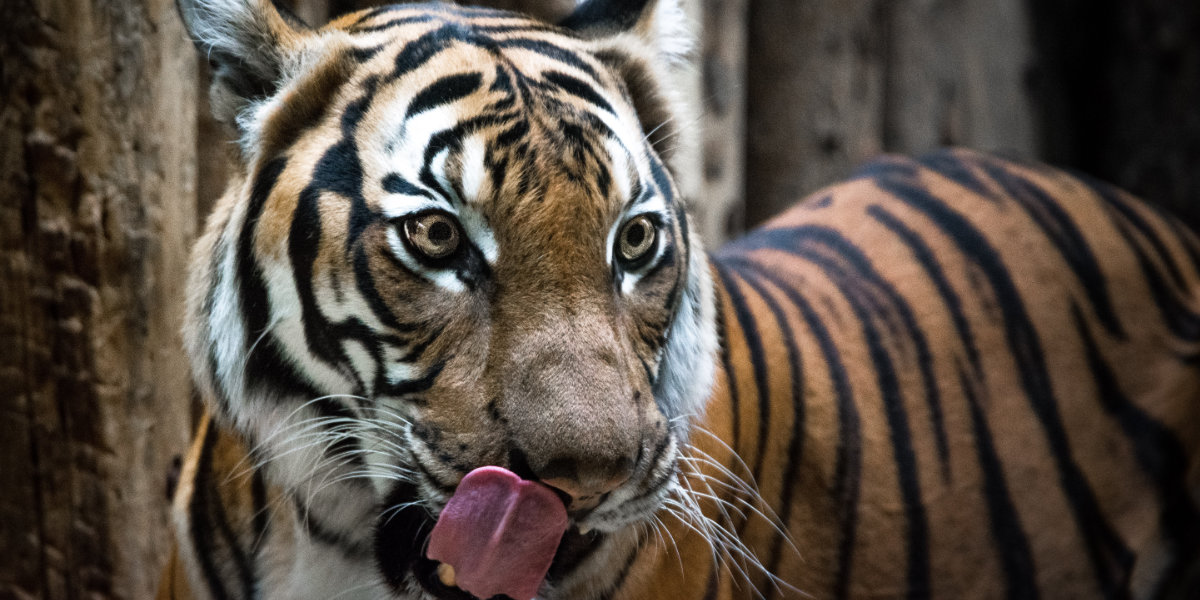 Hungry tiger