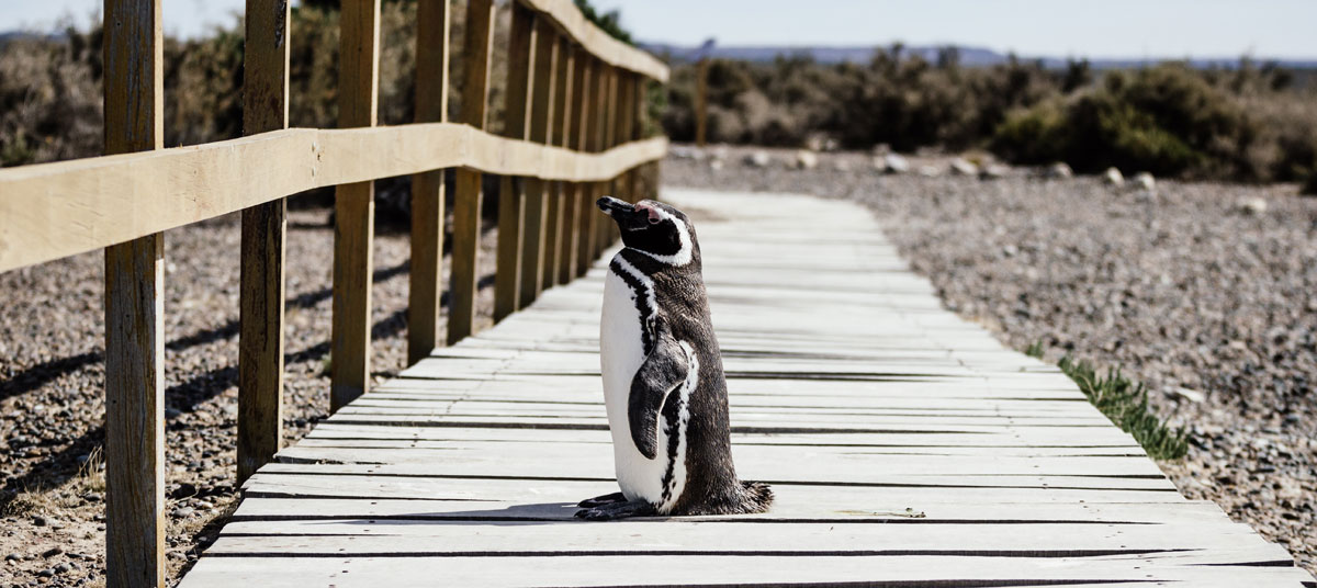 Linux for Forex trading
