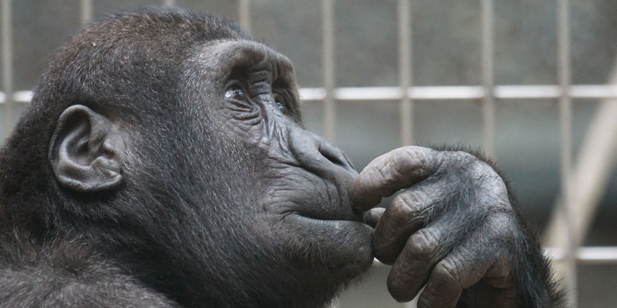 Forex picking monkey