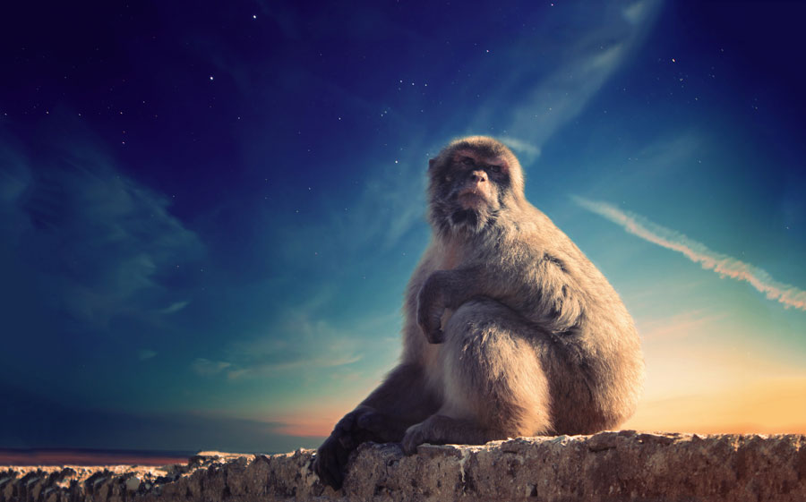 Stock picking monkey