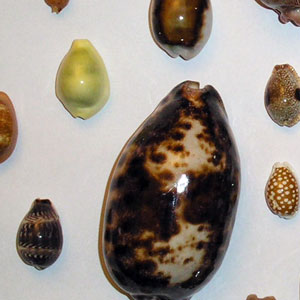 Cowrie Shells