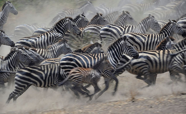 Don't get mad at zebras